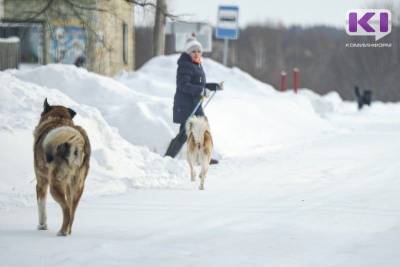В Вуктыле в 2021 году на отлов бездомных собак потратят больше миллиона рублей - mur.tv