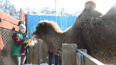 Зверям из иркутского зоопарка к 8 марта подарили съедобные подарки - mur.tv
