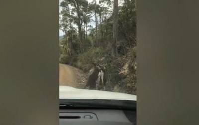 В Австралии сняли драку кенгуру на дороге - mur.tv - Австралия - штат Тасмания