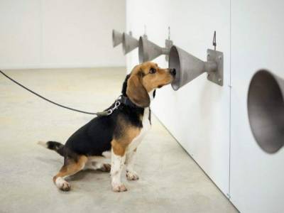 Обоняние собаки – лучший ПЦР-тест: хвостатые могут обнаружить коронавирус с первого дня заражения - mur.tv - Киев