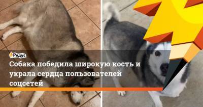 Собака победила широкую кость и украла сердца пользователей соцсетей - mur.tv