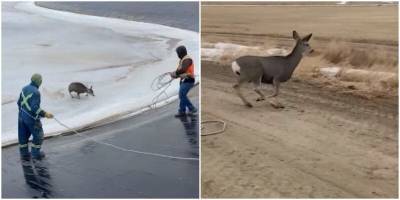 В Канаде спасли оленя с помощью лассо - mur.tv - Канада