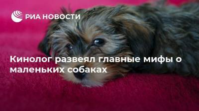 Владимир Голубев - Кинолог развеял главные мифы о маленьких собаках - mur.tv - Россия - Москва