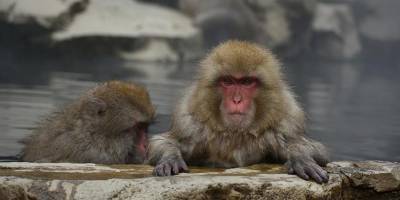 Вакцинация в зоопарке Сан-Диего: коронавирус угрожает мировой популяции обезьян - mur.tv - Сан-Диего