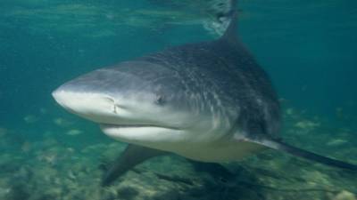 Глубоководных светящихся акул нашли у берегов Новой Зеландии - mur.tv - Новая Зеландия