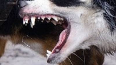 Семь бойцовых собак насмерть растерзали мужчину - mur.tv - Бразилия