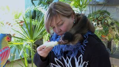 Сотрудница зоопарка заменила мать детенышу капуцина. - mur.tv
