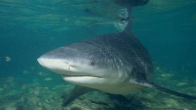 Ученые обнаружили три новых вида глубоководных акул - mur.tv - Новая Зеландия