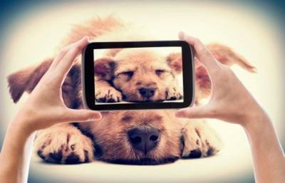 Как сделать классный фотопортрет вашей собаки - mur.tv