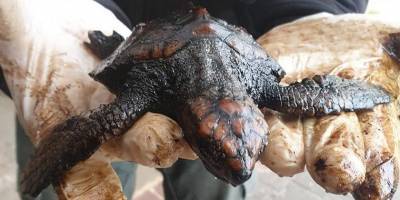 Управление природы и парков: 16 черепах погибли от загрязнения нефтепродуктами - mur.tv - Ливан