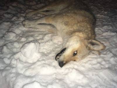 В сыктывдинском Яснэге волки загрызли собаку, а в Удорском районе появился волк-спринтер - mur.tv