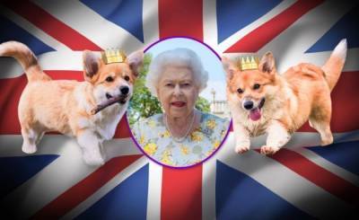 Британской королеве, зарекшейся заводить собак, подарили двух щенков корги - mur.tv