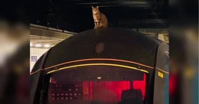 Виновата кошка: в Лондоне животное заблокировало более чем на два часа движение скоростных поездов - mur.tv - Лондон - Англия