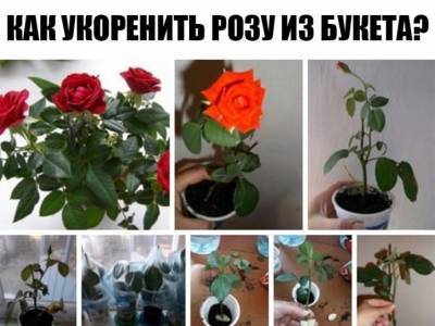 ​Как вырастить розу из срезанного цветка - polsov.com