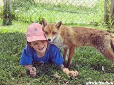 История о спасённой лисе Ферги, которая подружилась с маленькой девочкой - mur.tv - Австралия