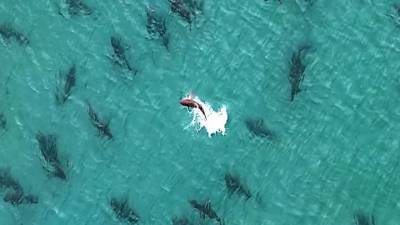 Видео из Сети. У побережья Флориды обнаружено огромное скопление акул. Видео - mur.tv - штат Флорида