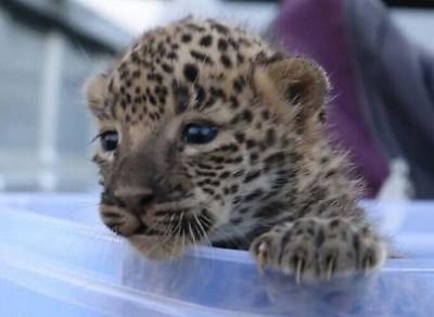 Воссоединение 9-недельного детеныша леопарда с матерью - porosenka.net - Индия