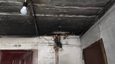 В Сыктывкаре собака спасла жильцов дома от утреннего пожара - mur.tv - Сыктывкар