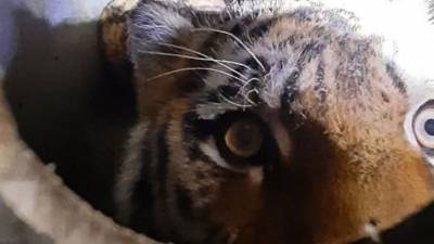 ЧП. В Приморье пойман тигр, охотившийся на собак в поселке - mur.tv - Приморье край