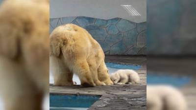 Видео из Сети. Белая медведица и медвежонок регулярно выходят на прогулку в ростовском зоопарке - mur.tv