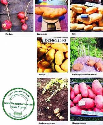 Выращивание картофеля по многоярусной технологии – хороший урожай - sadogorod.club