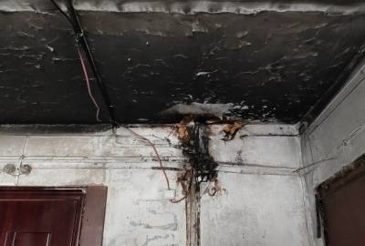 Собака среагировала на короткое замыкание в сыктывкарском доме - mur.tv - Сыктывкар