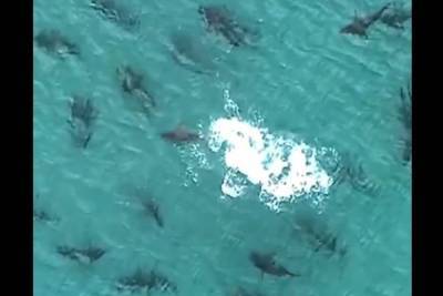 Cтаи черноперых акул оккупировали пляжи Флориды: видео - mur.tv - штат Флорида