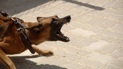 СК возбудил дело после нападения стаи бездомных собак на девочку в Коми - mur.tv - республика Коми