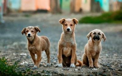 Угроза или жалость?: Агрессивные бездомные собаки держат в страхе жителей Северодонецка - mur.tv - Северодонецк