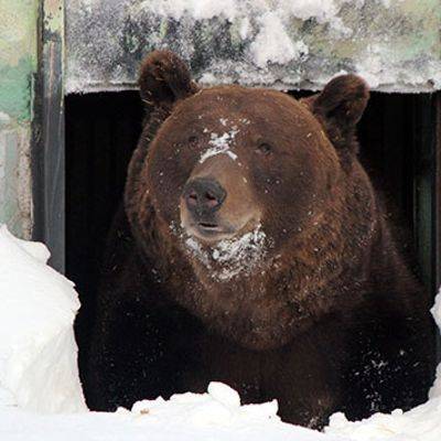 Животные Московского зоопарка получили ледяное угощение к празднику 8 Марта - mur.tv