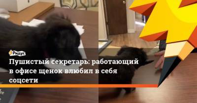 Пушистый секретарь: работающий в офисе щенок влюбил в себя соцсети - mur.tv