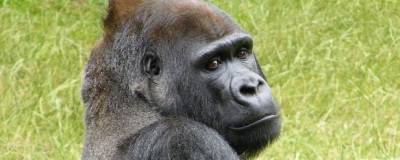 В одном из зоопарков США вакцинировали против COVID-19 пять горилл - mur.tv - Сша - Сан-Диего