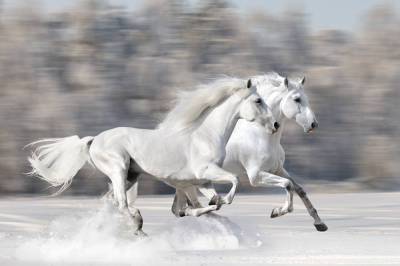 Что символизирует Белый конь в мифологии? - lifehelper.one