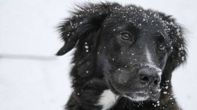 Расстрелявшего собаку живодера разыскивает полиция Алапаевска - mur.tv - Алапаевск