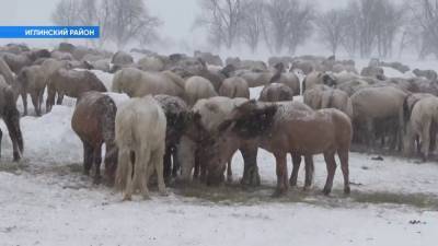 В Башкирии фермеры расставили тысячу лошадей в форме надписи 8 Марта - mur.tv - республика Башкирия