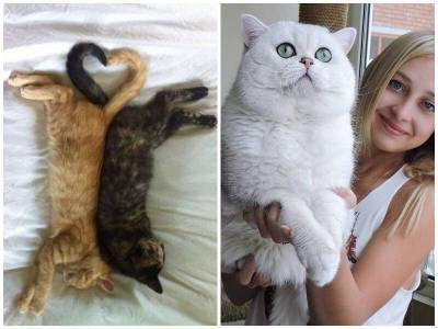 20 особенных котиков, которые подарят вам теплое настроение - mur.tv