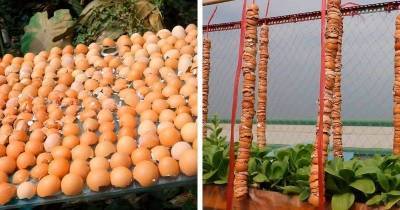 Незаменима на огороде: удивительные применения яичной скорлупы - lifehelper.one