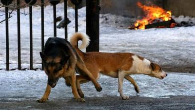 В Коми после нападения собак на ребёнка возбудили уголовное дело - mur.tv - Россия - республика Коми - Сыктывкар