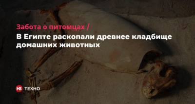 Забота о питомцах. В Египте раскопали древнее кладбище домашних животных - mur.tv - Польша - Египет