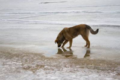 Житель Красноярска спас тонущую собаку, рискуя жизнью - mur.tv - Красноярск