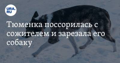 Тюменка поссорилась с сожителем и зарезала его собаку - mur.tv - Россия - Тюмень