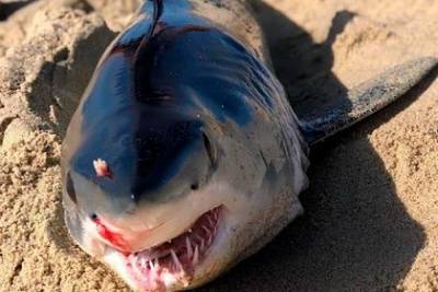 Рыбаки нашли мертвую акулу с шипом ската-хвостокола между глаз - mur.tv - Мексика