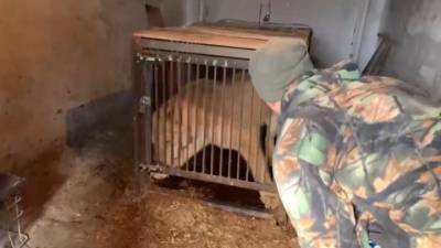 Полицейские спасли львицу в Иркутской области - mur.tv - Иркутская обл.