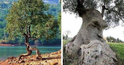 25 действительно необычных деревьев, которые мало кто считает настоящими - lifehelper.one