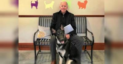 Джон Байден - Собак Джо Байдена выселили из Белого дома после того, как одна из них искусала охранника - mur.tv - Сша - штат Дэлавер