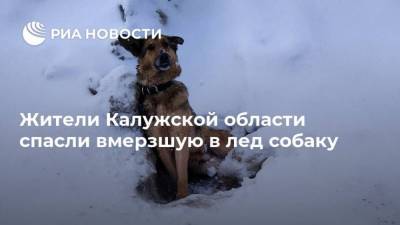Жители Калужской области спасли вмерзшую в лед собаку - mur.tv - Ярославль - Калужская обл.