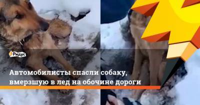 Автомобилисты спасли собаку, вмерзшую в лед на обочине дороги - mur.tv