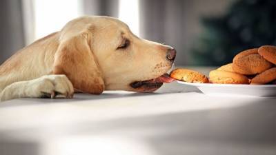 Можно ли кормить собаку хлебом? - mur.tv - Россия