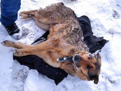 Вероника Матюшина - Люди спасли вмерзшую в лед собаку в Калуге - mur.tv - Калуга