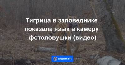 Тигрица в заповеднике показала язык в камеру фотоловушки (видео) - mur.tv - Россия - Еврейская обл.